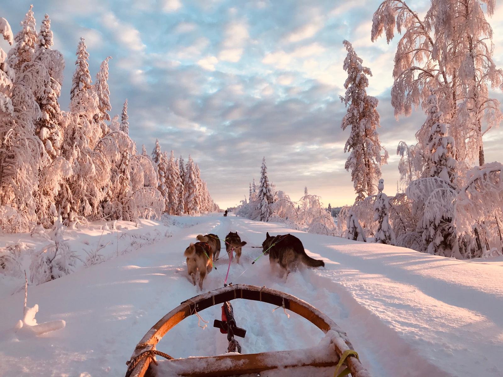 OpenLappland - Chien de traîneau et Séjours en Laponie
